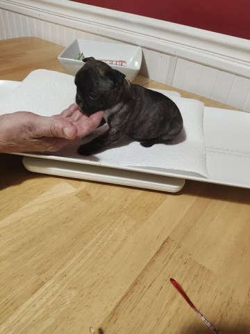 Boston Terrier puppy for sale + 66996