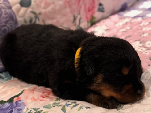 AKC Rottweiler Puppies – Champion Bloodline