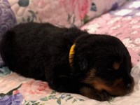 AKC Rottweiler Puppies – Champion Bloodline Rottweiler for sale/adoption