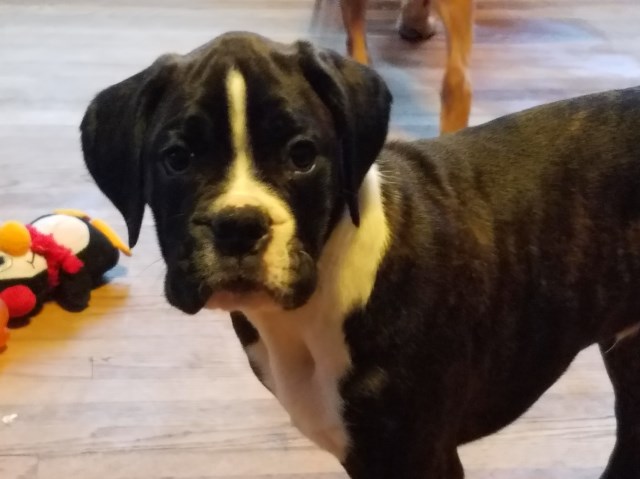 L J / 50% Euro,  reverse brindle. Wisconsin