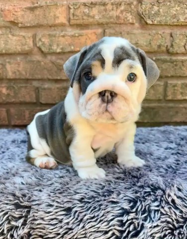 English Bulldog Puppy For Free