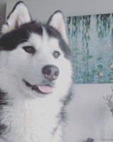 Dakine Siberian Huskies Siberian Husky for sale/adoption