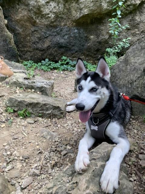 Siberian Husky for Rehoming