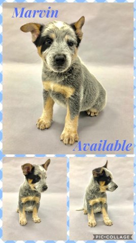 Australian Cattle Dog puppy for sale + 57185