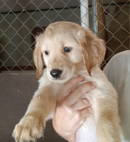 Registered Golden Retrievers