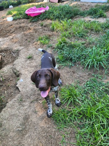 German Shorthaired Pointer puppy for sale + 63924