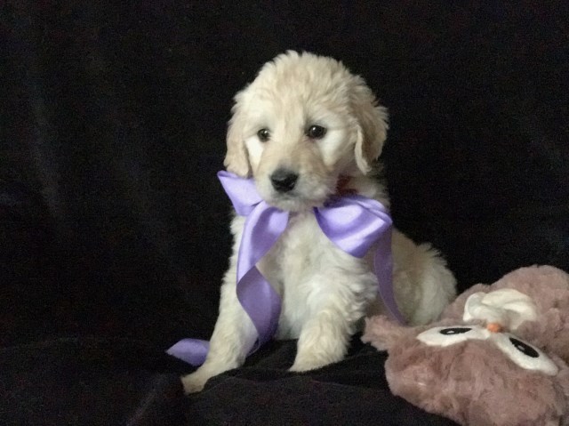 48 Goldendoodle Puppies Under 1000 In Illinois Photography