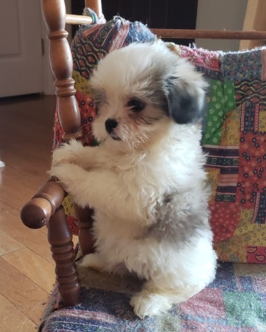 Adorable ShihPoo puppies, Ready to go now!!!