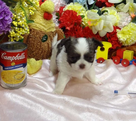 Chihuahua puppy for sale + 50027