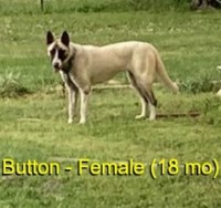 18-month-old (Button) For Sale (No Papers) Malinois for sale/adoption