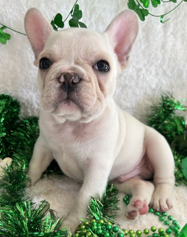 French Bulldog puppy for sale + 64580