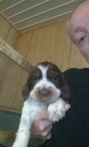Sweet male Puppy for sale