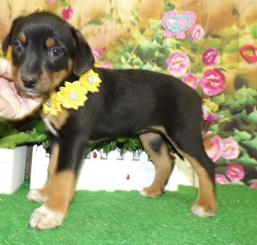 Chicago Mini. Pinscher/Aust. Heeler X.  Great with KIDS.