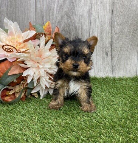 Super adorable Teacup Yorkie Puppies