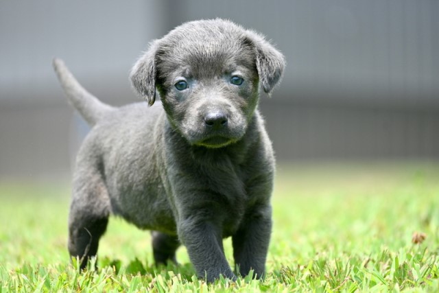 AKC Charcoal Female Labrador Retriever Puppy for Sale