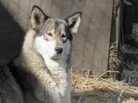 Alaskan Malamute thumbnail