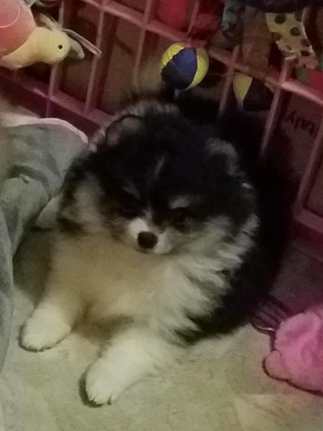 Tiny and Stunning AKC Pomeranian Puppies for sale