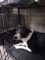 Australian Blue-tick Shepherd Australian Shepherd Dog for sale/adoption