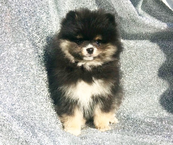 Pomeranian puppy for sale + 66298