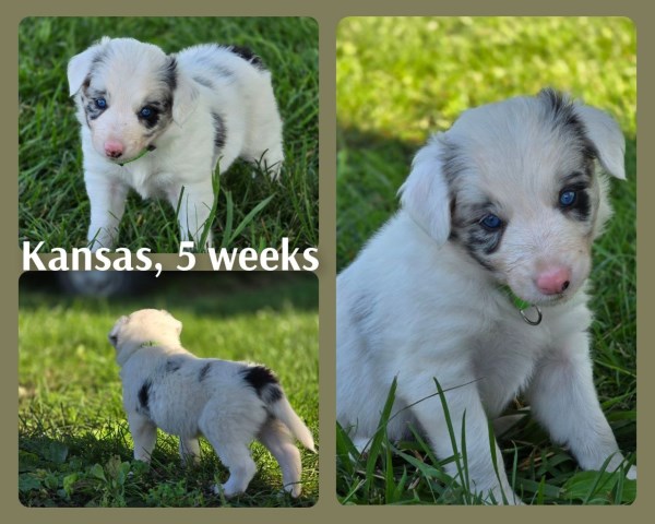 Border Collie puppy for sale + 66619