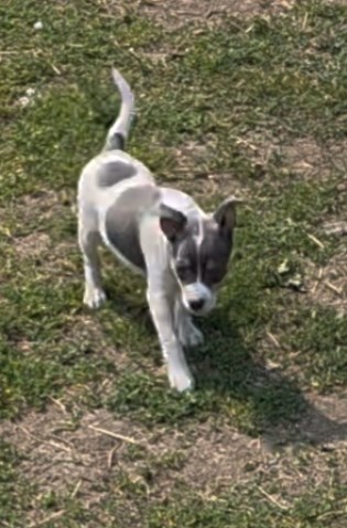 Rat Terrier puppy for sale + 67207