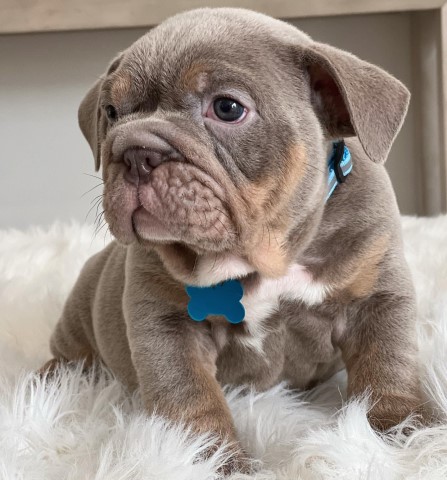 English Bulldog puppy for sale + 65970