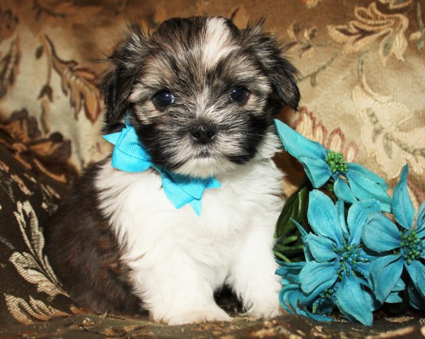 Irresistible Shorkie Puppies for Sale!