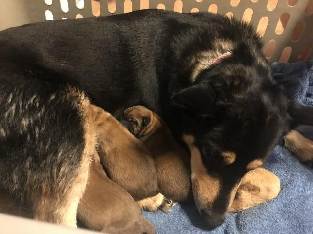 Chow/Shepherd Mix Pups Born 3/1