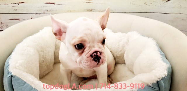 French Bulldog puppy for sale + 52995