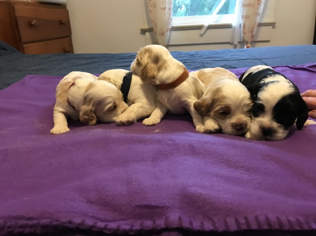 American Cocker Spaniel Puppies