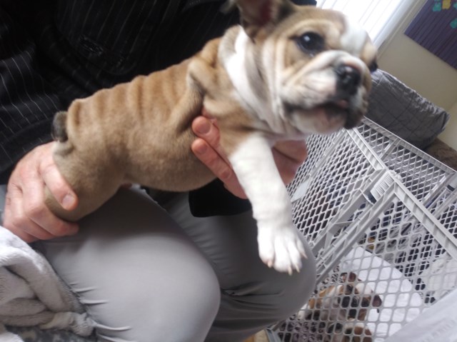 English Bulldog puppy for sale + 56481