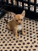 Louie the Lovable Chihuahua Chihuahua for sale/adoption