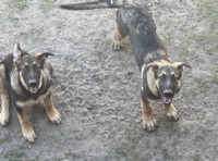 German Shepard puppy(male) German Shepherd Dog for sale/adoption