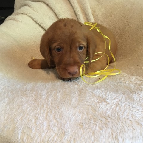 Labrador Retriever puppy for sale + 57183