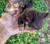 Tcup Apple Head Chihuahua Puppy Chihuahua for sale/adoption