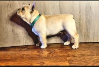 Olaf is ready to join your family French Bulldog for sale/adoption