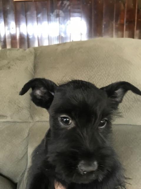 AKC Standard Schnauzer puppies