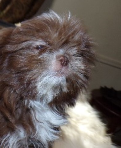 AKC  Imperial Shih Tzu Puppy Maribel