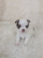 Teacup Chihuahua Puppies Candies Chihuahua for sale/adoption