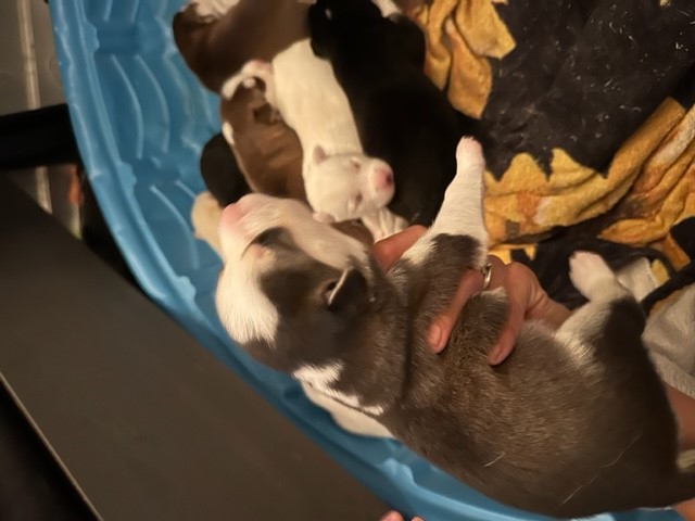 Siberian husky and American Staffordshire puppies