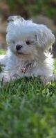 Skipper (Barbie's little sister) Maltese for sale/adoption