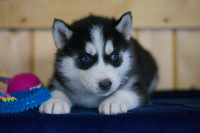 Boomer Siberian Huskey