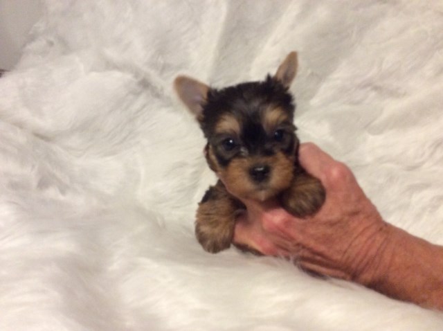 Adorable Male Yorkie Puppy
