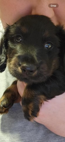 Dachshund puppy for sale + 66483