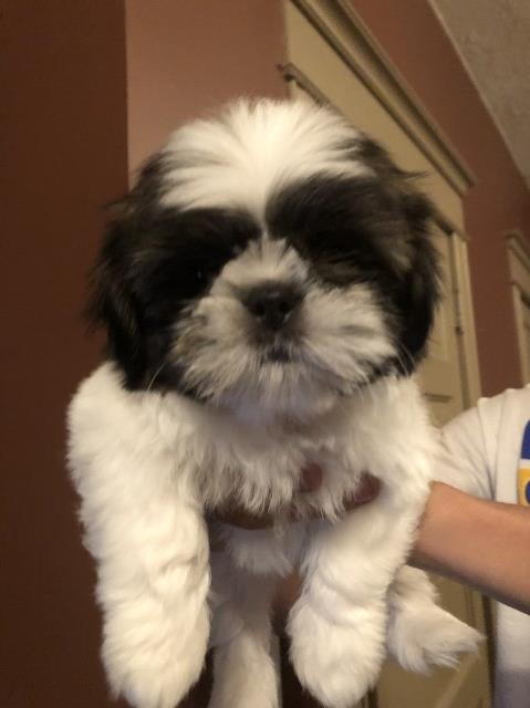 Beautiful Purebred Shih Tzu