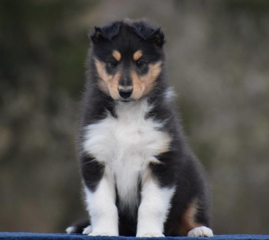 Collie puppy for sale + 60244