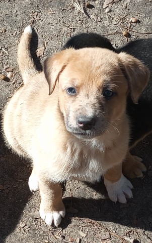 Free puppies German Shepard, Lab, Catahoula Leopard Dog