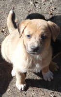 Free puppies German Shepard, Lab, Catahoula Leopard Dog German Shepherd Dog for sale/adoption