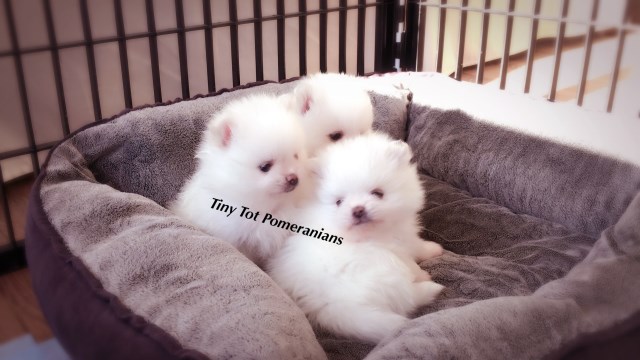 Pomeranian puppy for sale + 53702
