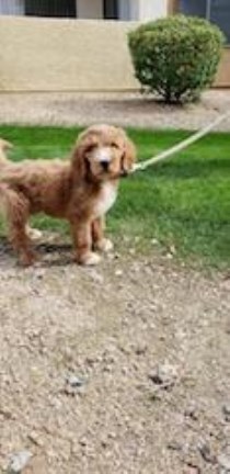 10wk Goldendoodle puppy for sale